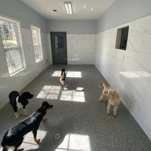 Four dogs enjoying the updated indoor playroom
